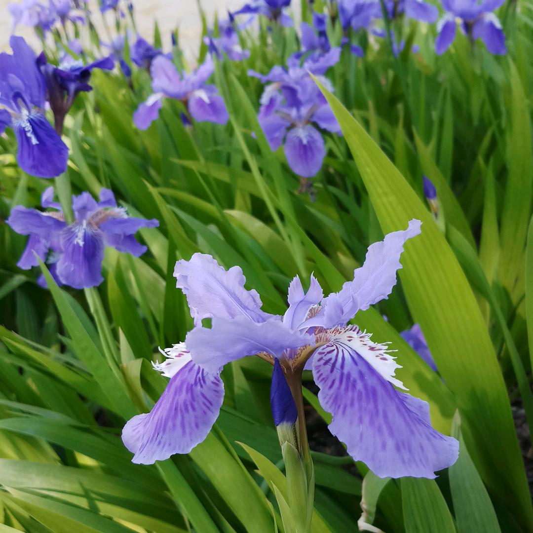 芝麻开门