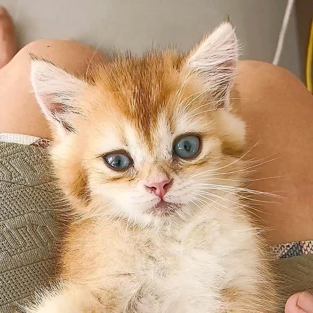 扁担小奶猫