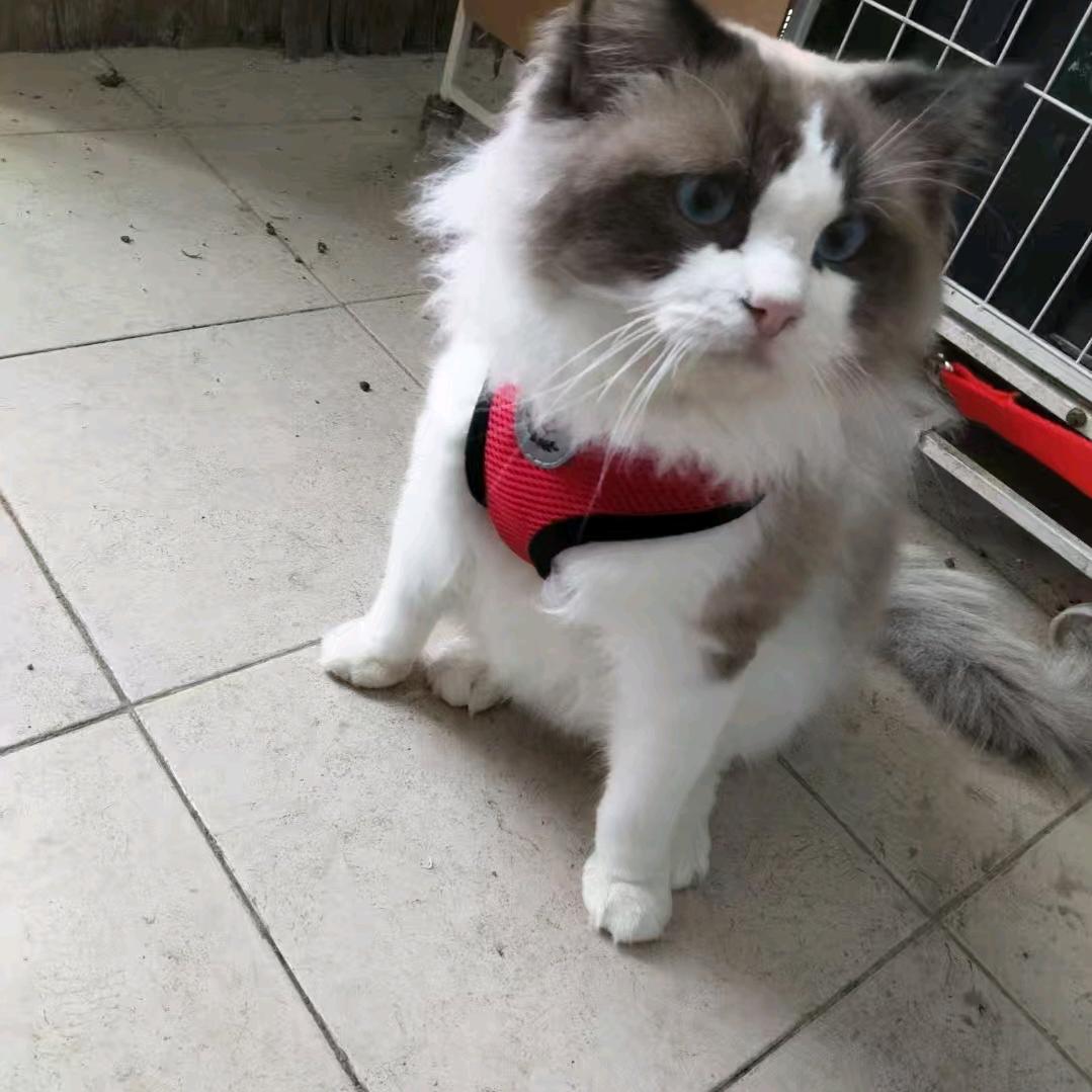 家有小猫