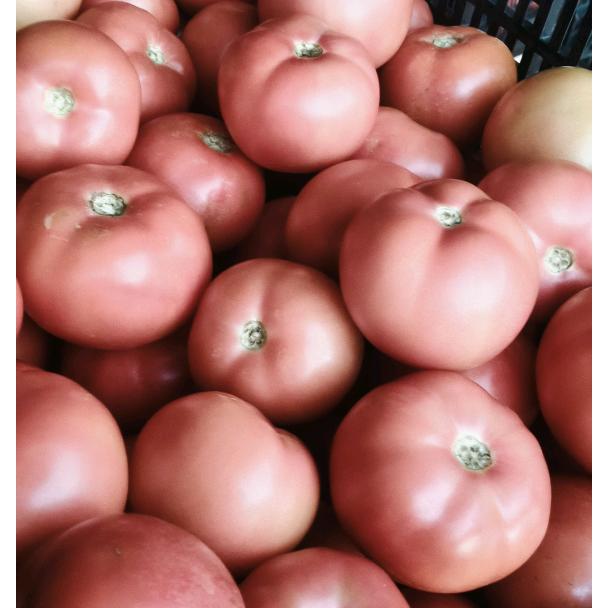 云南玉溪番茄蔬菜代收