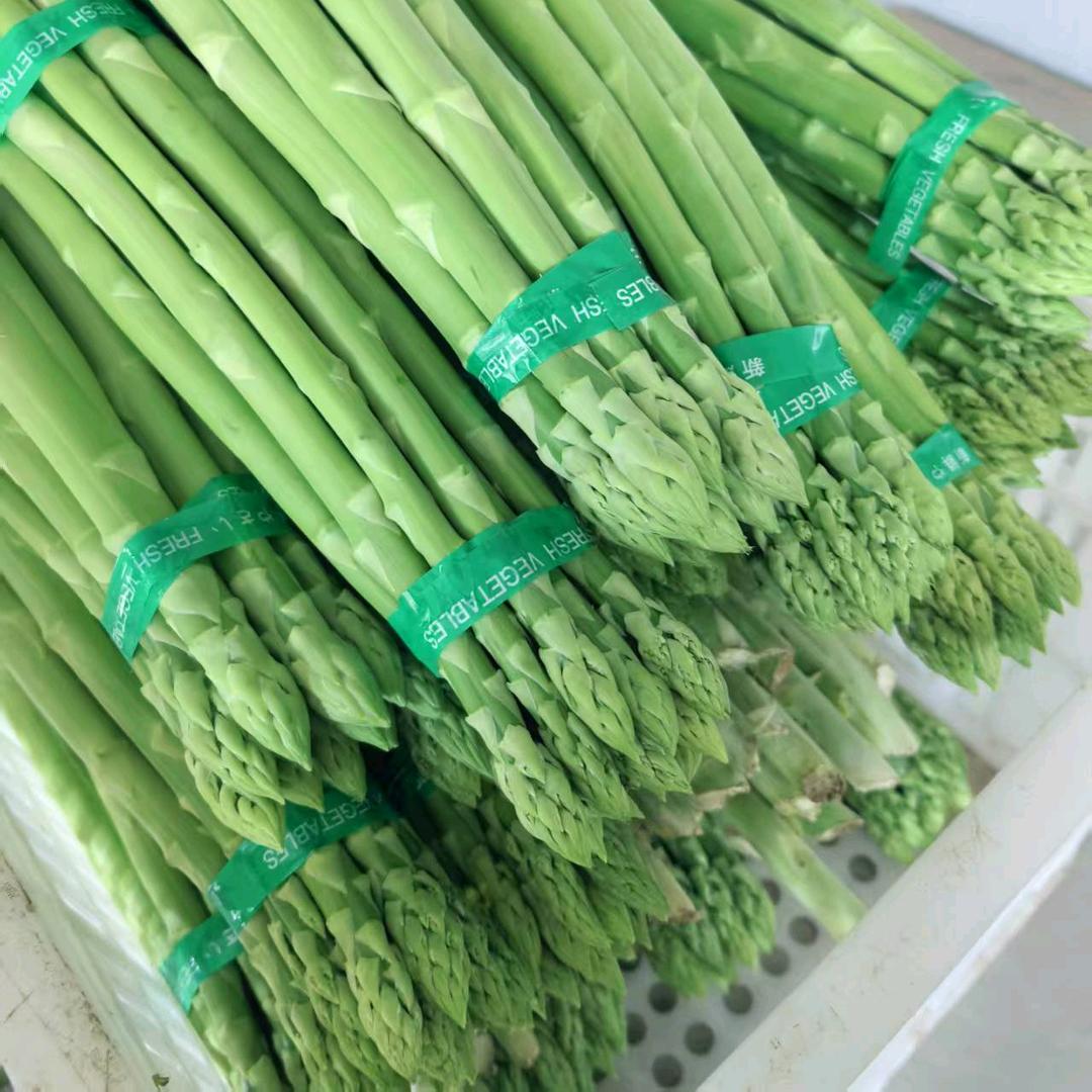 尚格农场芦笋种植园