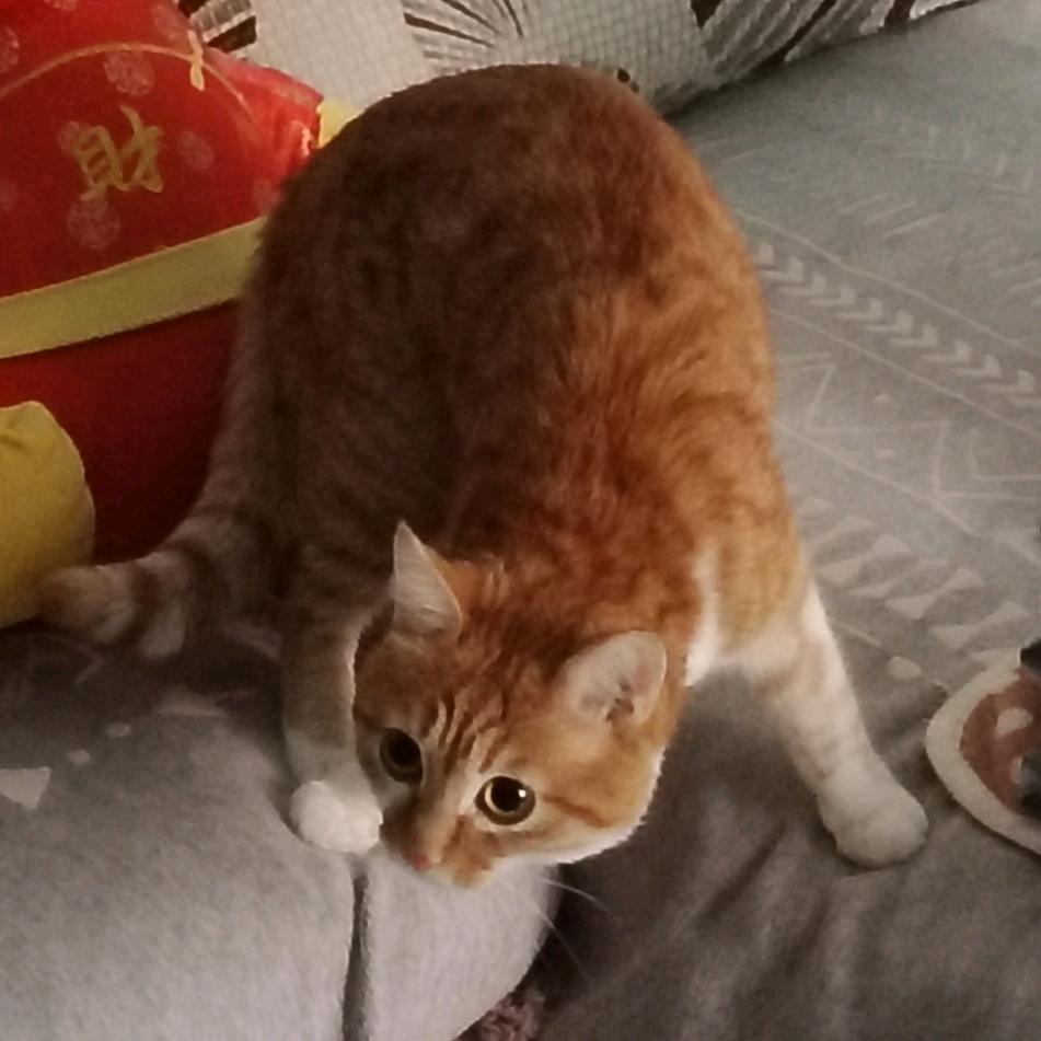 满圈的猪就我最肥