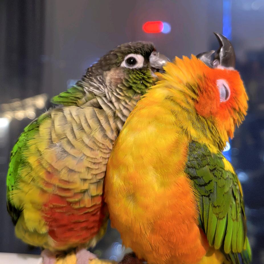 明志君- ̗̀ ☺︎ ̖́-🇨🇳🦜