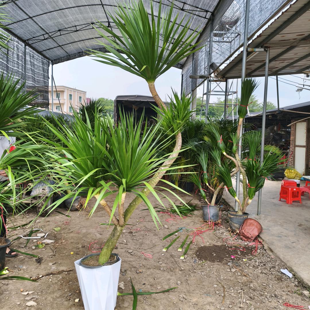 清枫花卉树木臻选阁