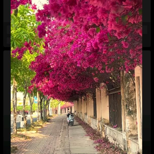 空心树ᥫᩣ໌້ᮨ