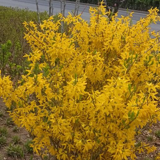 一朵迎春花头像