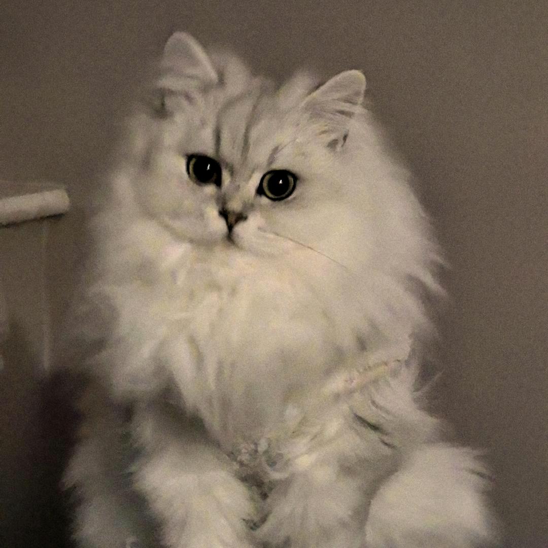 钞票是只猫