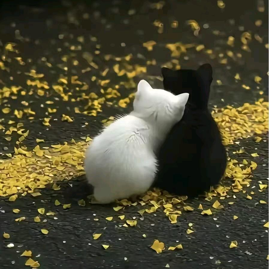 🌸招财小🐶爪⁾⁾ฅ ˙ϖ˙