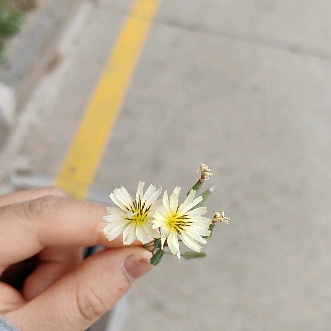 爱摆烂的小仙女