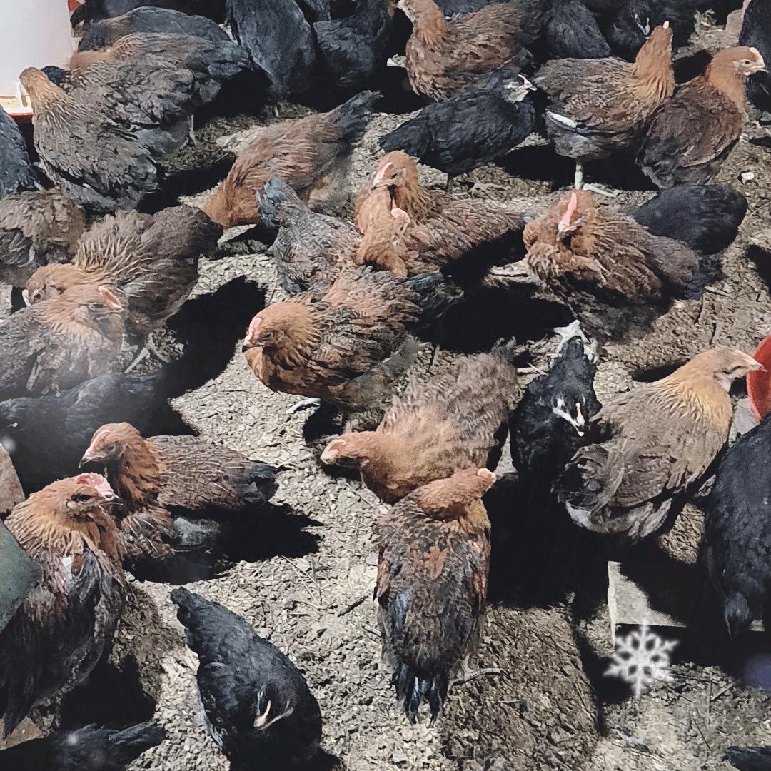 益生菌散养土鸡