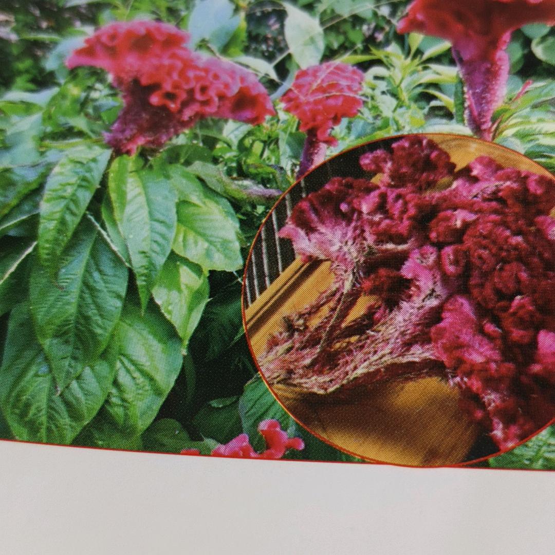 阜南春峰中药材