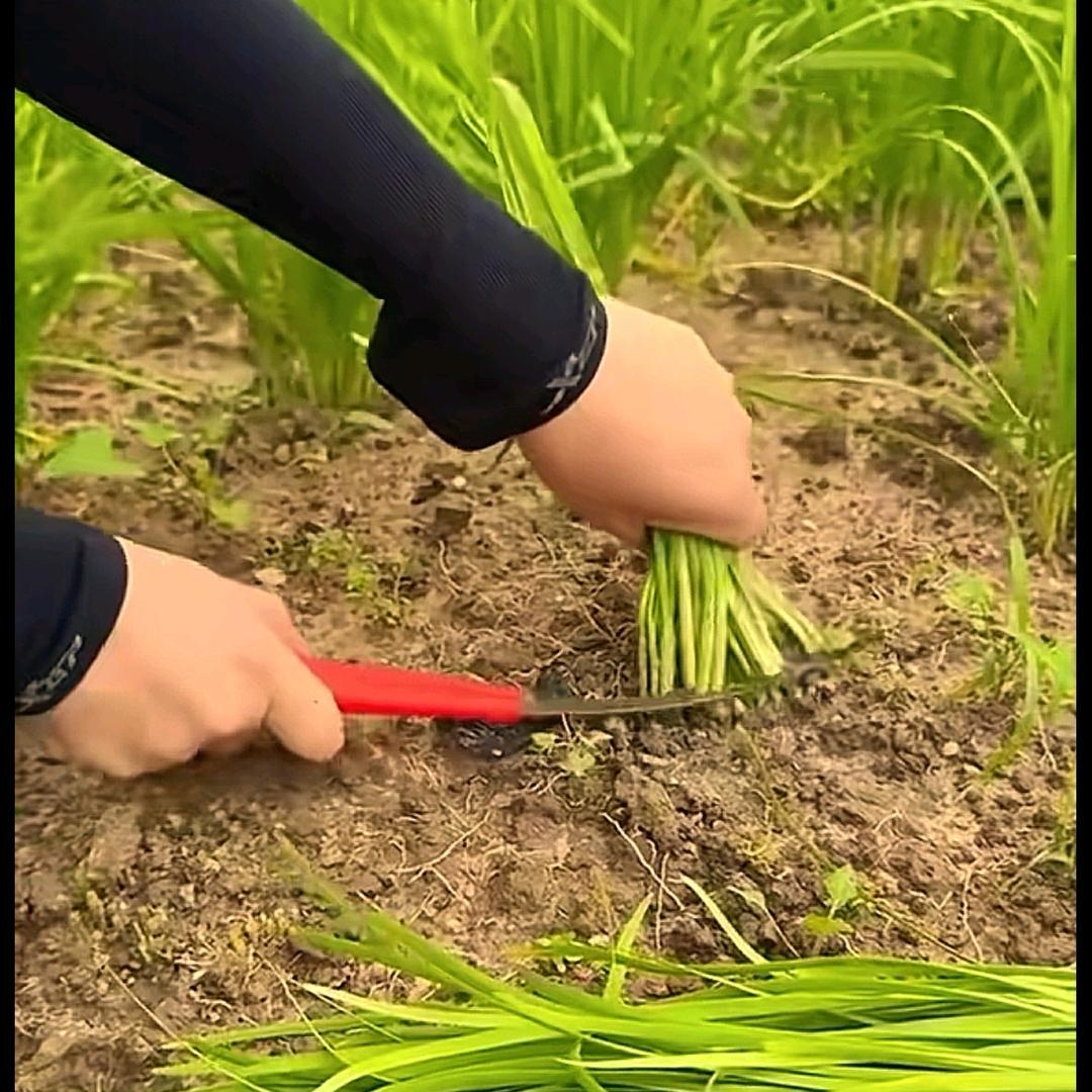 彭于晏蜀山分宴