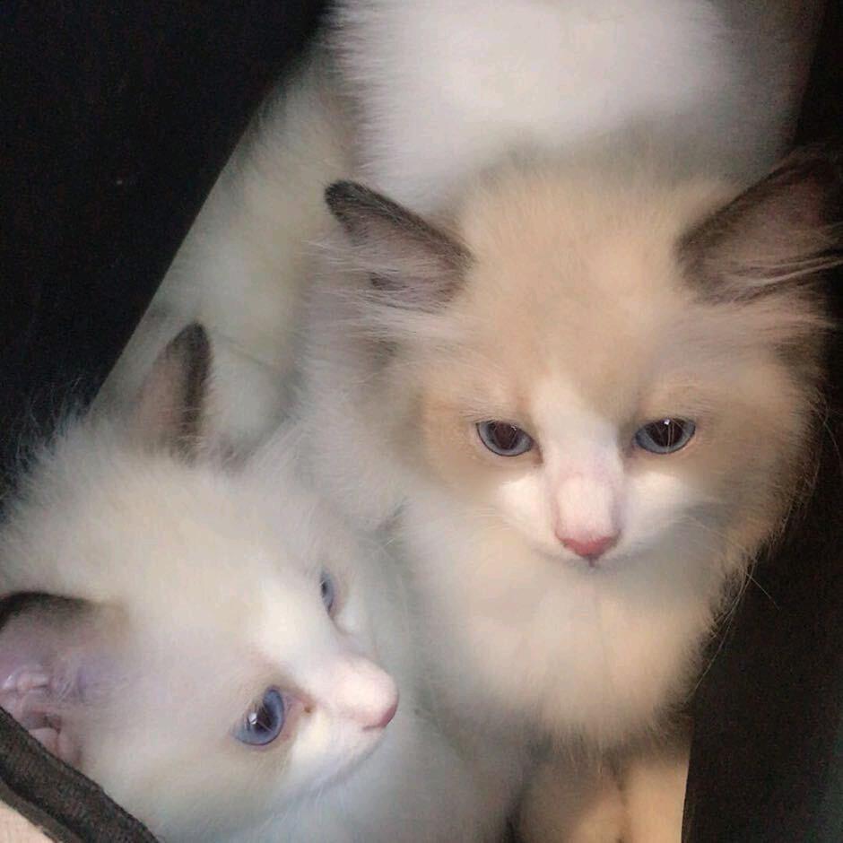 ℒᎭℯ⃝傻💞丫头࿐