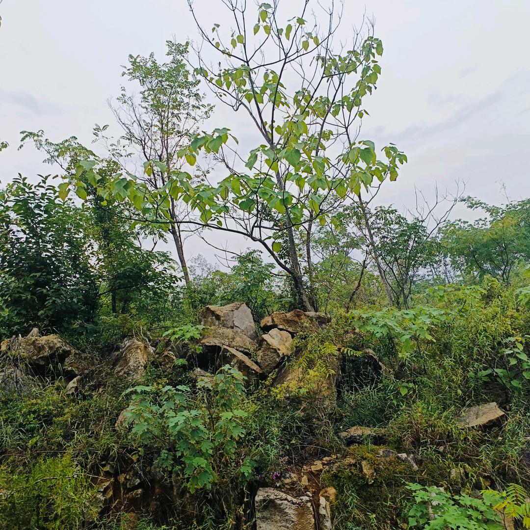痘痘