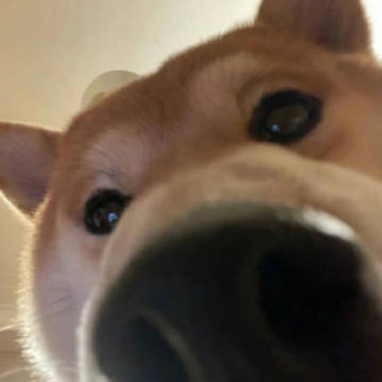 一久旧栖
