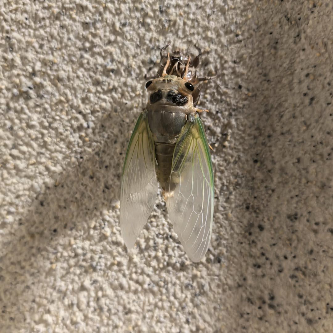 修车界的-大姐大