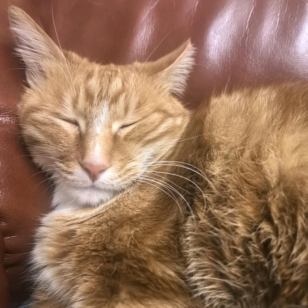 眠兔