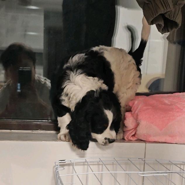 🌈“十六”是只史宾格