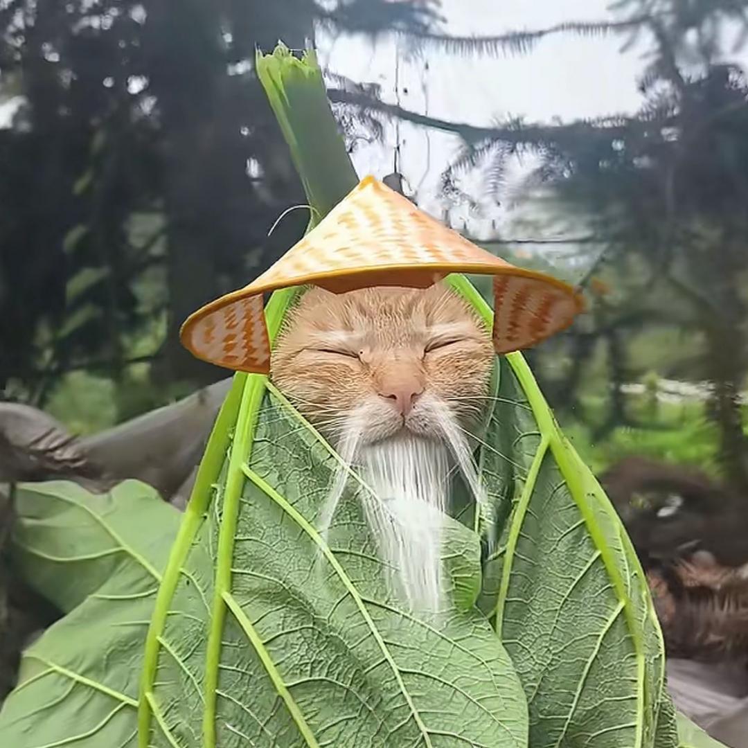 俊飞