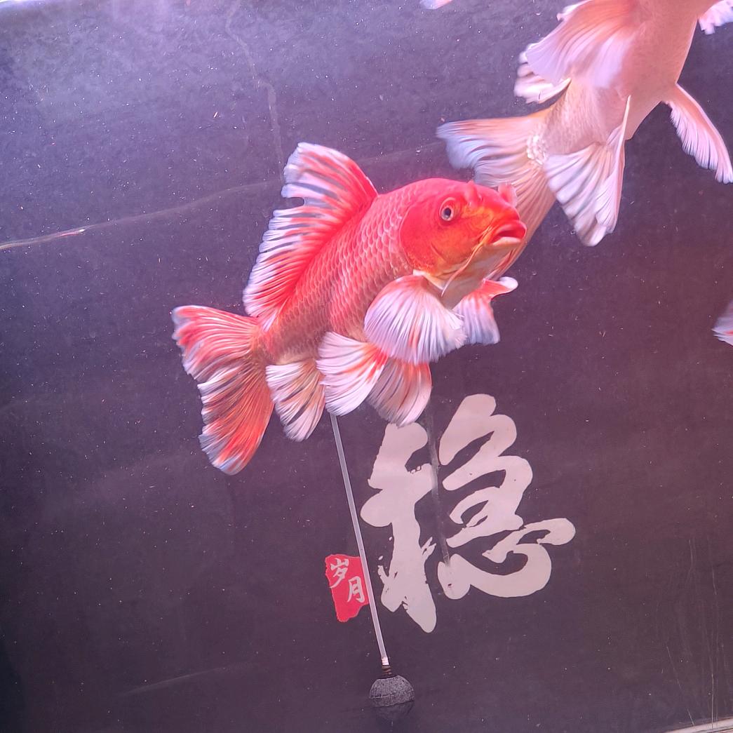 九五蝴蝶鲤