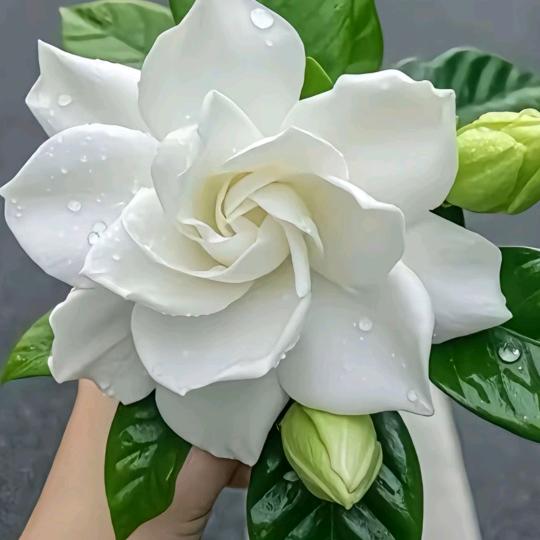 盆栽栀子花