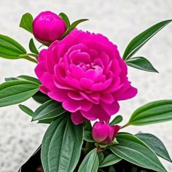 姜玉群《酷爱音乐》