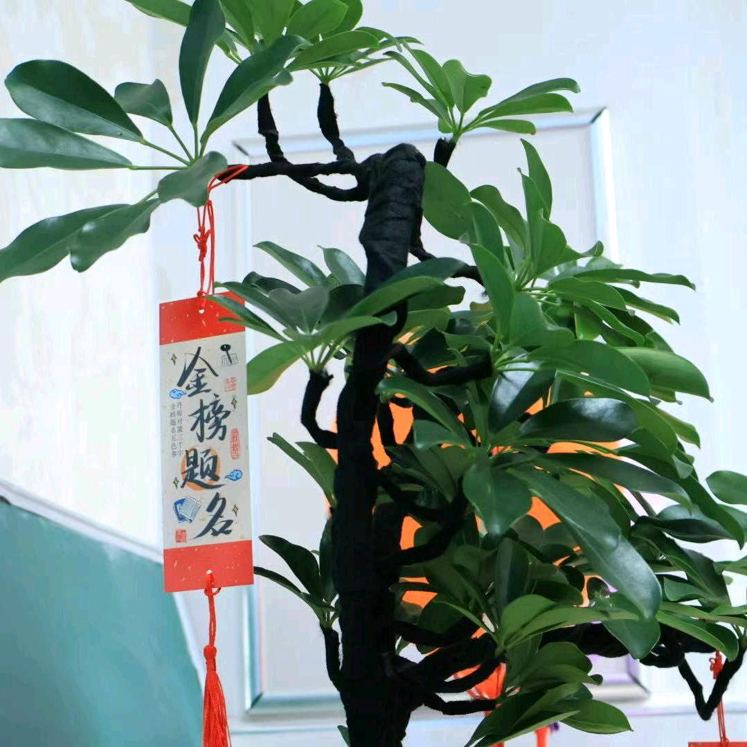 快乐梧桐🌳🍊¹²⁰⁴