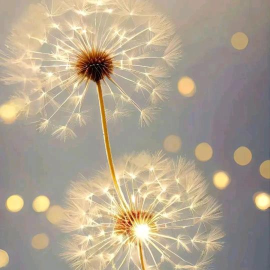 ꦿ᭄烈酒࿆ྃ敬໊余生ꦿ᭄?