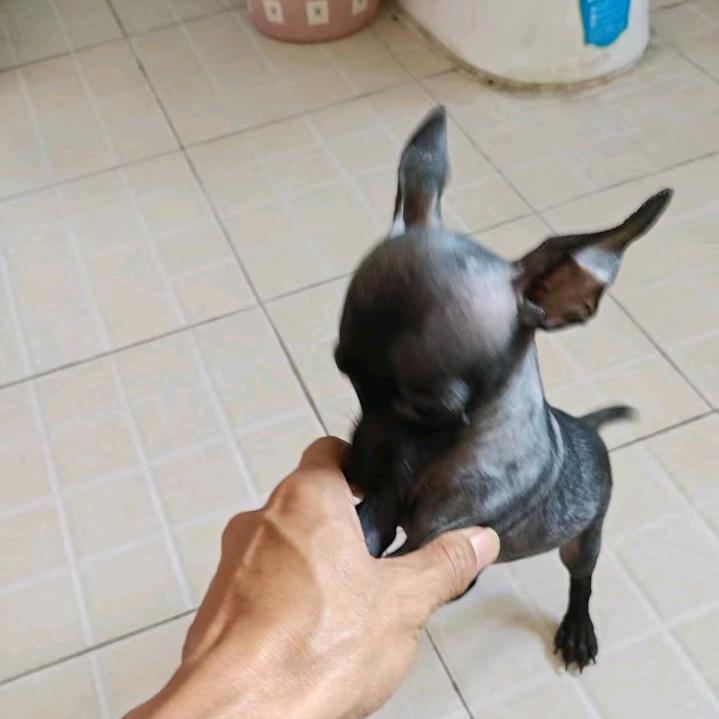 鹿缘（小鹿犬）