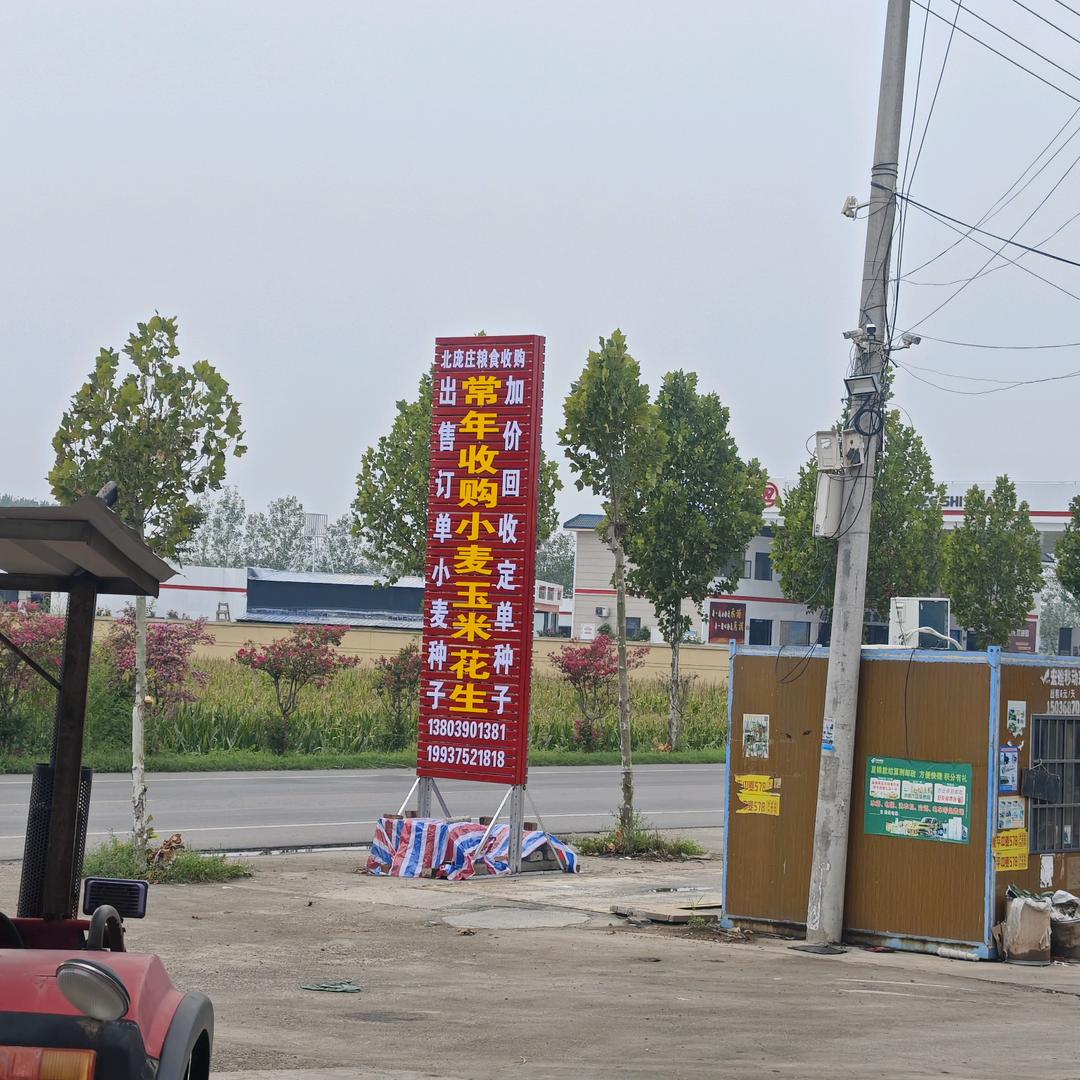 叶县仙台镇北庞庄村花生米购销