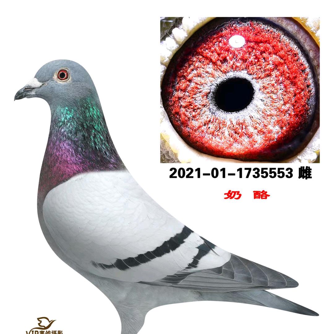 征战者信鸽