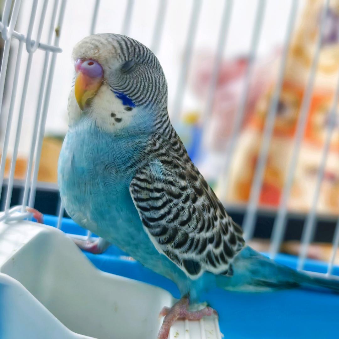 瞌睡のFifi