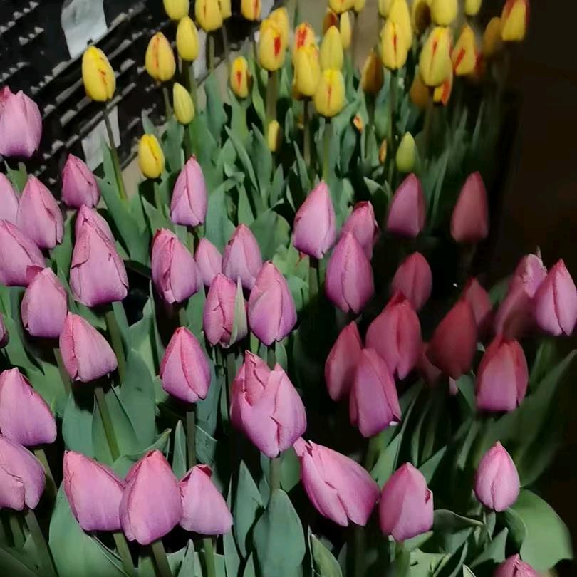 沈媛媛苗木绿植优品店