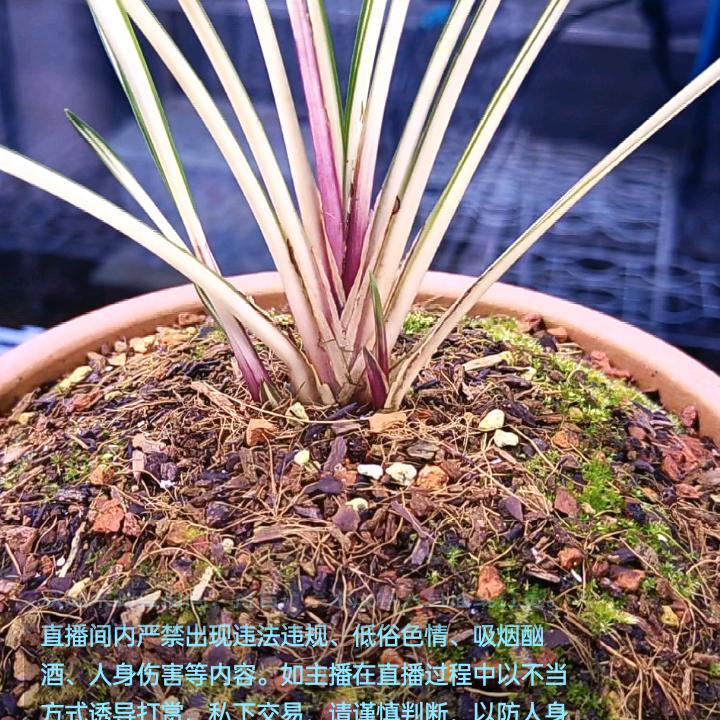 《梅大爷》