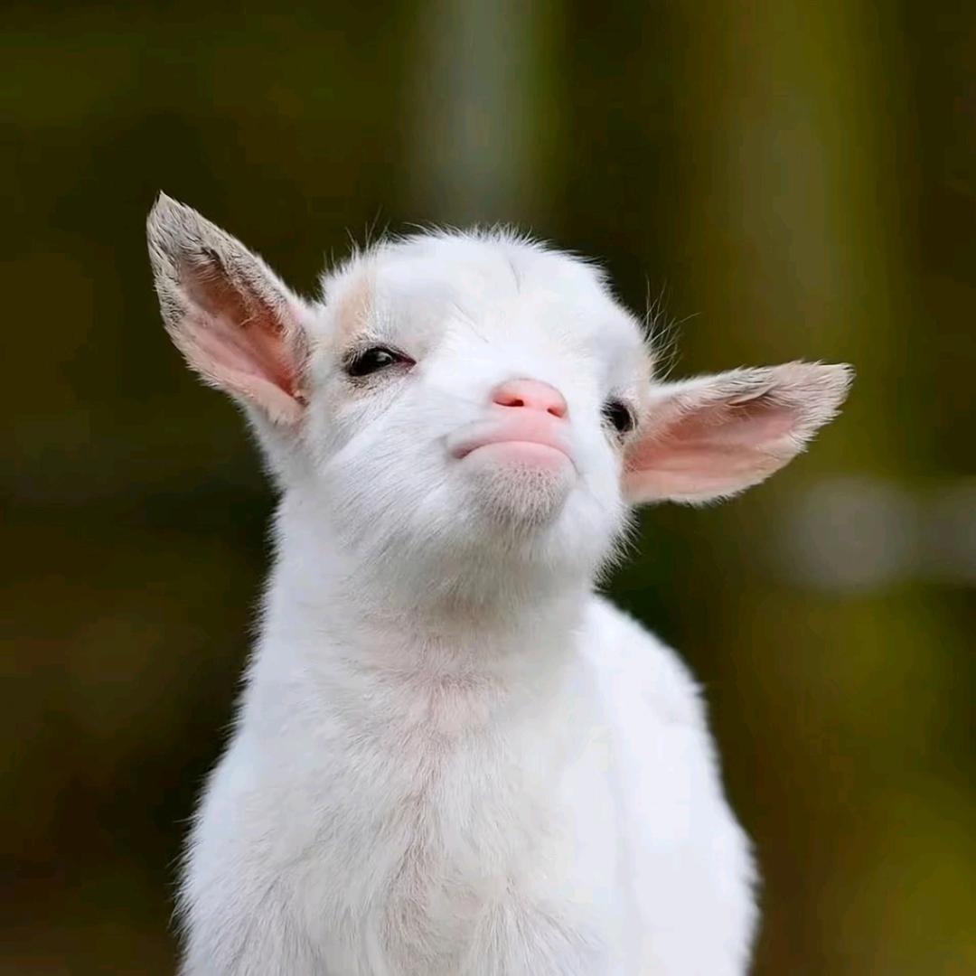 伊昂🐑
