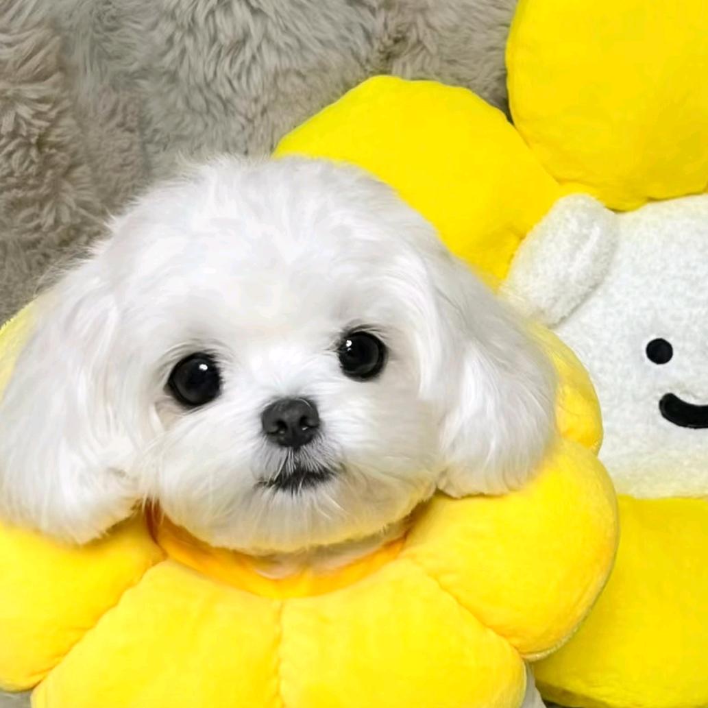 十一🐾