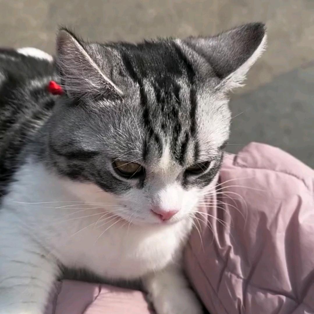 厨师咪咪