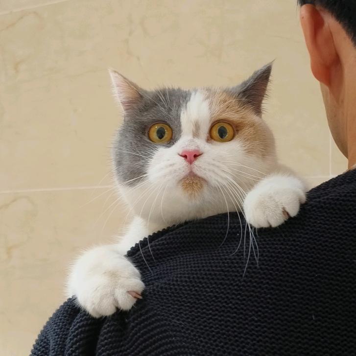 斑点蕉