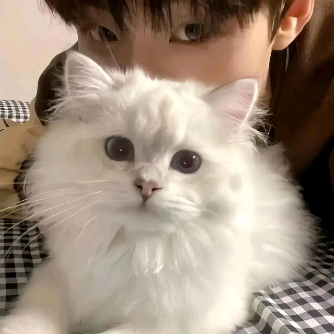 AAA三轮车批发爆哥