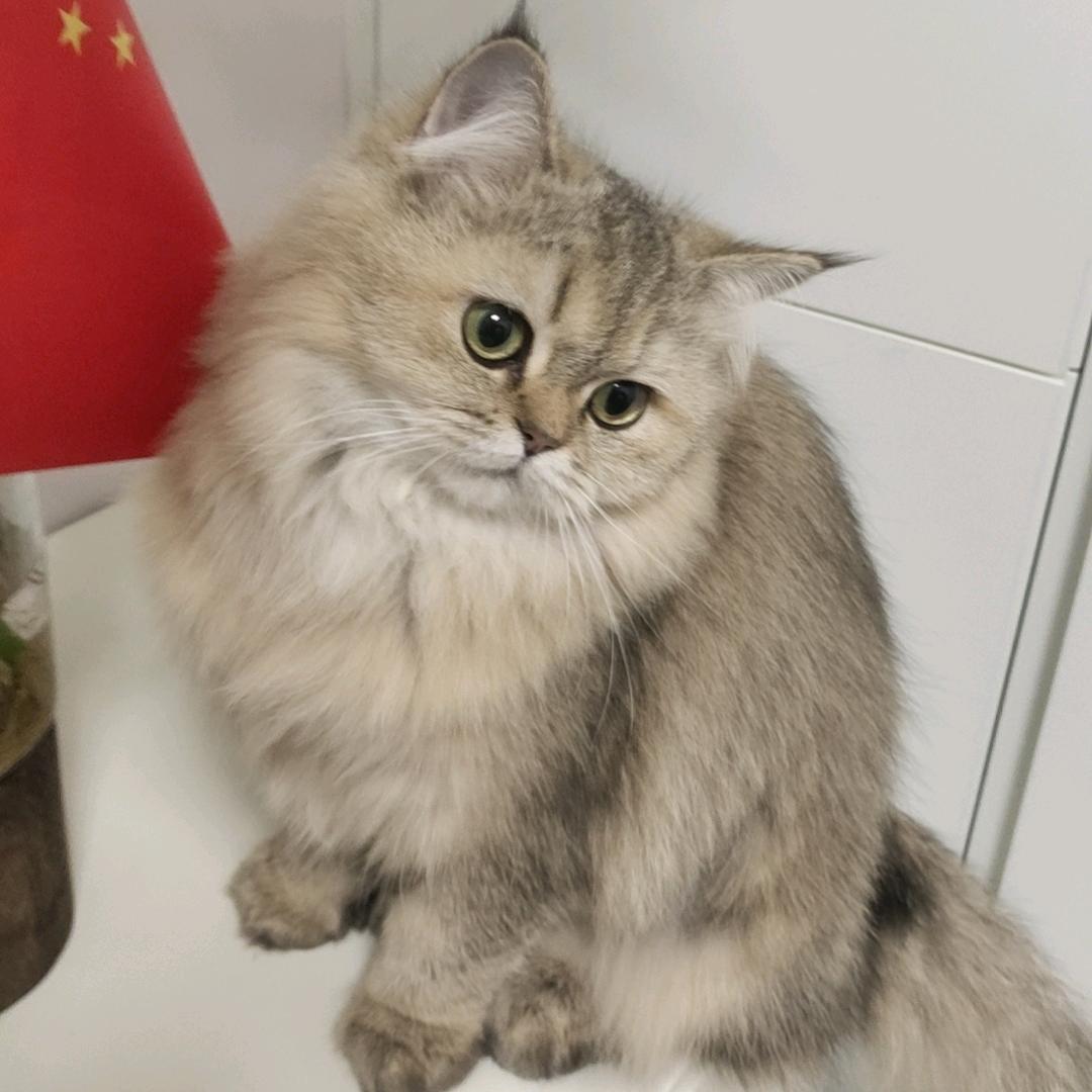 咪吖杯杯