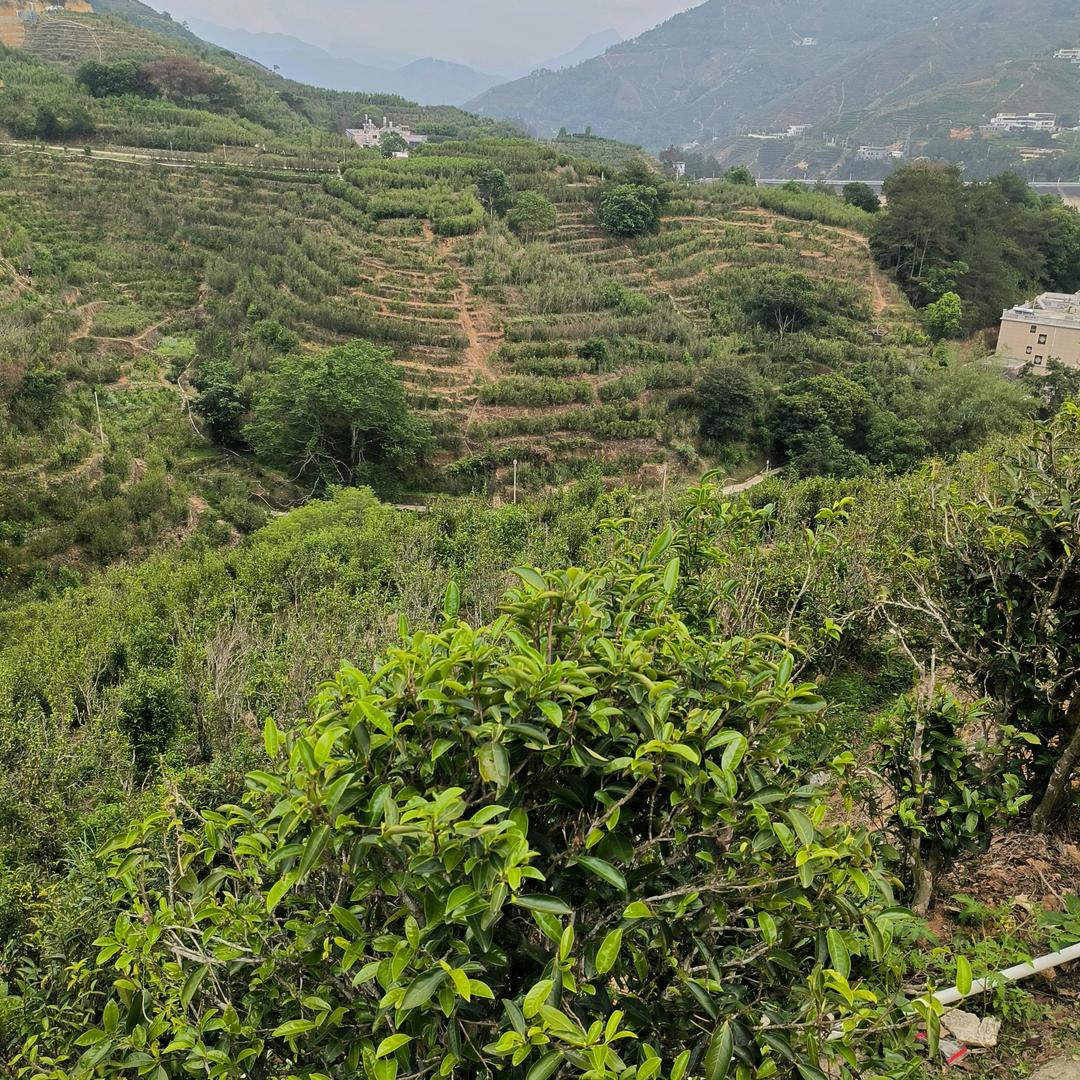 小桃单丛口粮茶