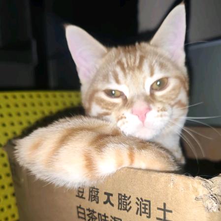 耶加雪菲