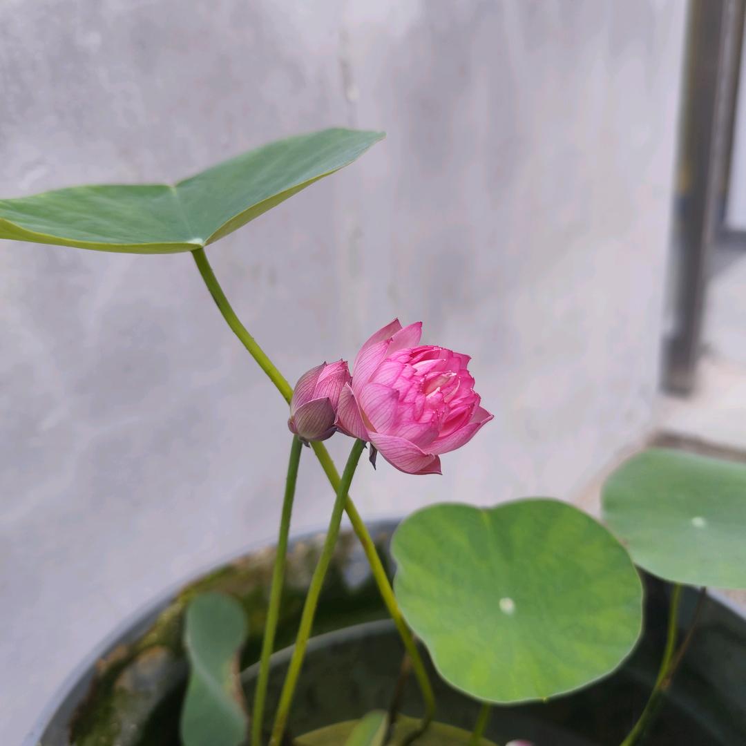 薯条不爱番茄酱