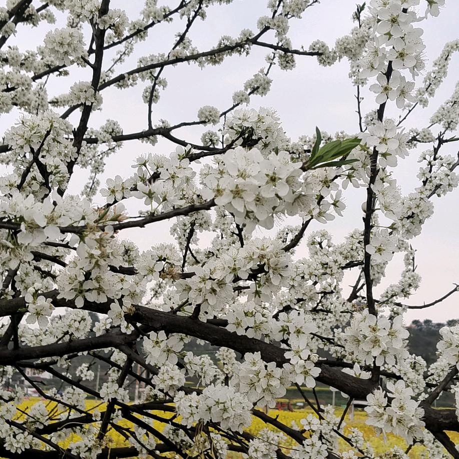 (ง •̀_•́)ง林