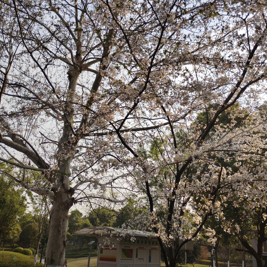 💕꧔ꦿ᭄顶峰࿆ྃ相见࿐