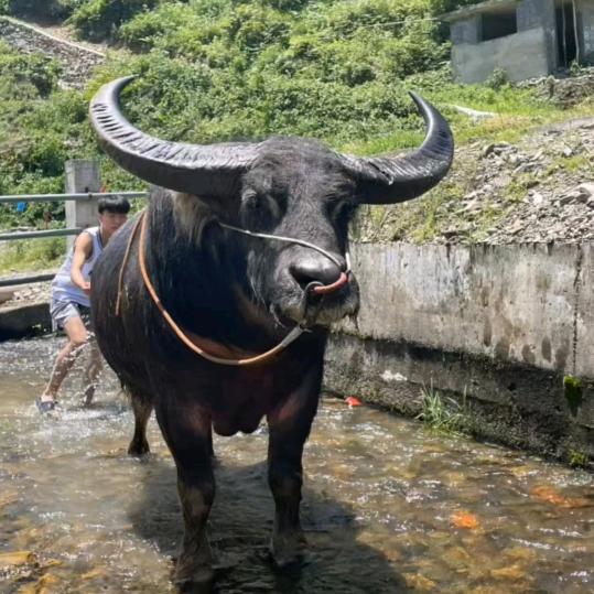 @尚重~~巴命牯藏民间斗牛💪