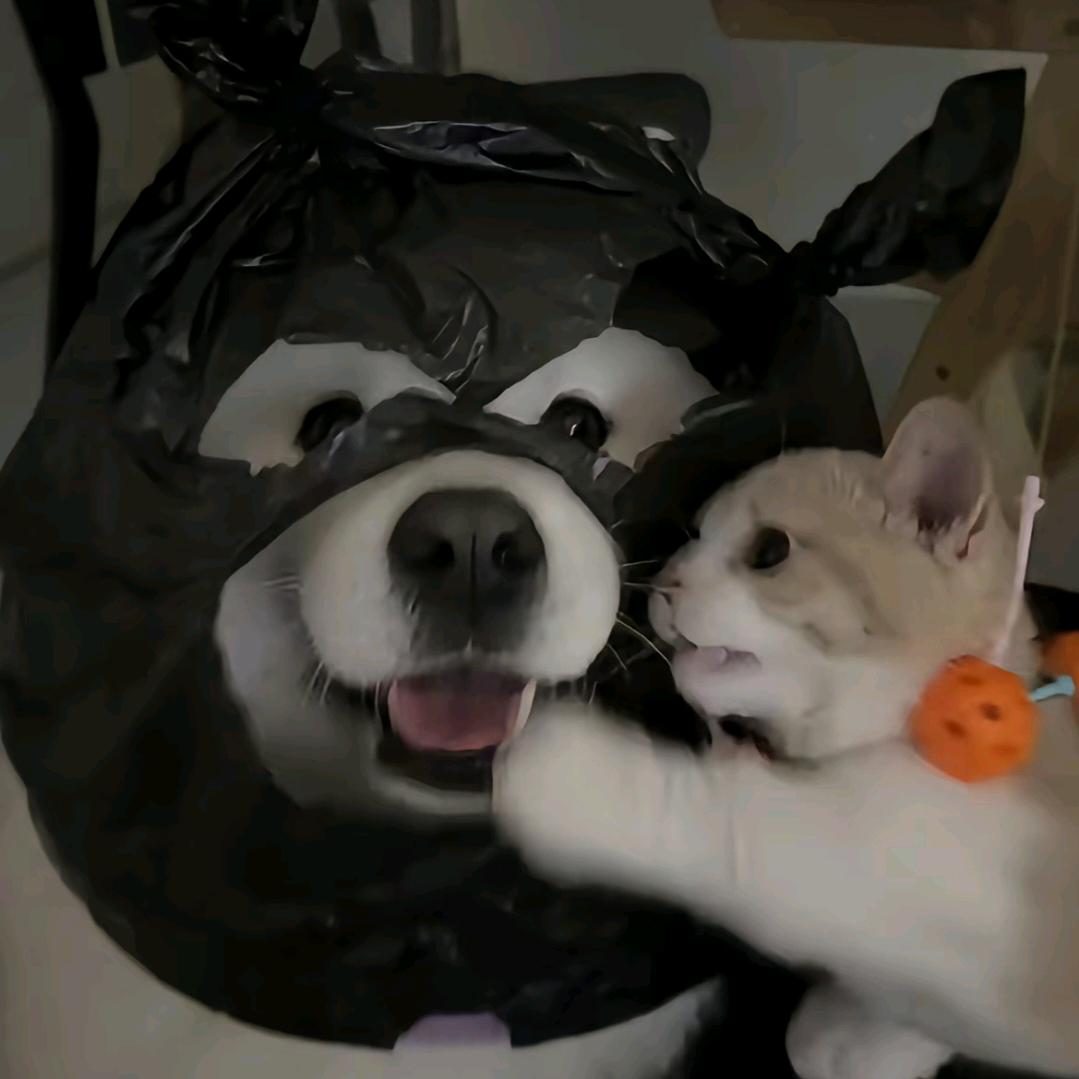 邓紫棋老公——泉州合肥上海徐州演唱会版