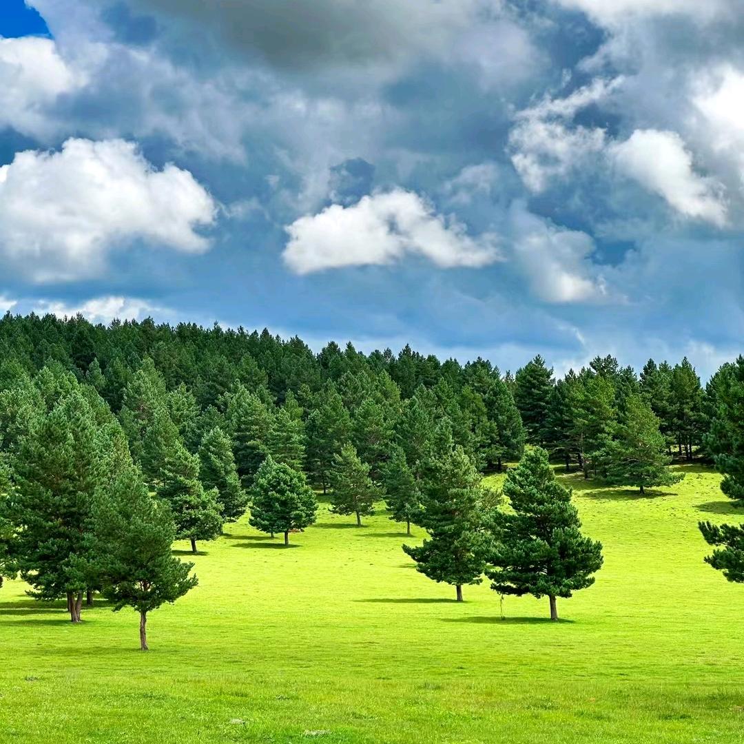 呼伦贝尔特仑牛羊肉