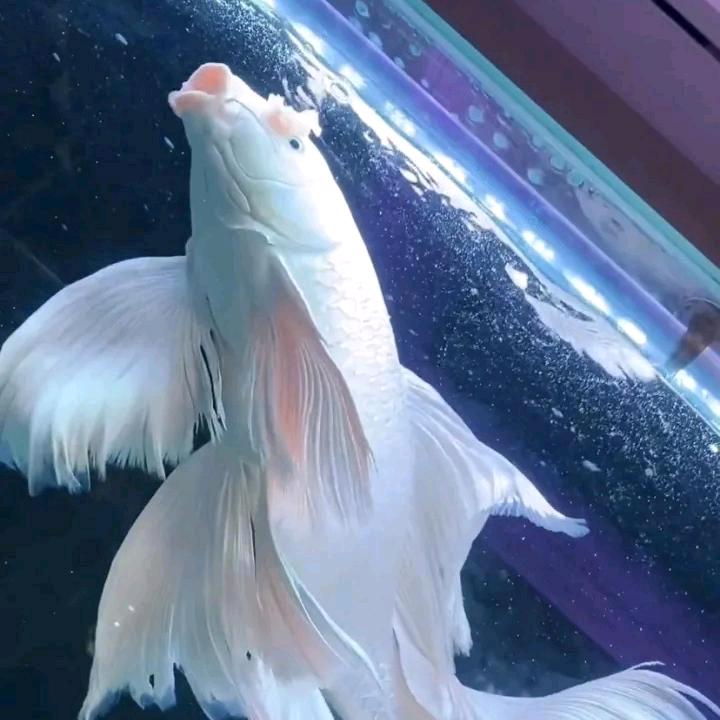 老陈观赏鱼百货