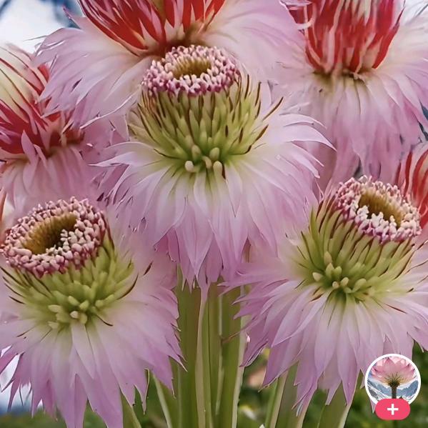 种葡萄的小农民